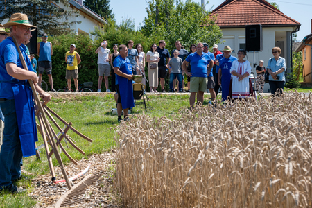 Dobrovnik - 2000 semen - ZETEV 2025-1174691